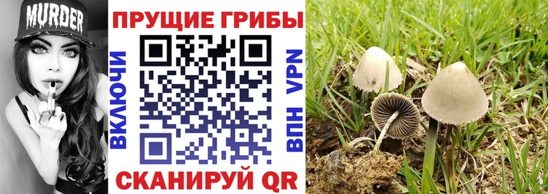 Псилоцибиновые грибы Psilocybe  МЕГА вход  Велиж  дарнет шоп 